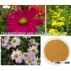 organic Flos chrysanthemi indici