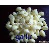 Fresh garlic in brine 150-250