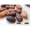 Roasted Criollo Cocoa Beans / Raw Dried Cacoa Beans