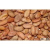 Cacao Beans - www.agriprices.com - Visit Us For Free 2-Day Shipping