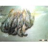 Chilled Fresh water prawn /Scampi (Macrobrachium Rosenbergii)