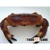 Live Scottish Brown crab / Cancer pagurus