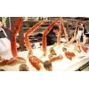Frozen King Crab Legs - Thick Meat 85%