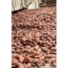 High Grade Cocoa Beans and Cocoa Nibs