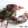 Live Canadian Lobsters (Homarus americanus) 4-6lb Seafood