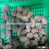 raw and cooked half shell clam meat(300-500)