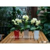 alibaba garden decoration square flower pot plastic & office desk flower pots