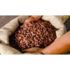 Cocoa Beans New Crop fermented cocoa beans