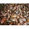 GOOD QUALITY ROASTED COCOA BEANS