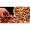 High Grade Sun Dried Raw Cocoa Beans from cameroon