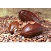 Cameroon Cocoa Beans