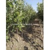 Long life fiberglass stake,Glass fiber stake for tree nursery