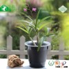 Double wall root control transparent plastic air pot tropical orchid flower pot