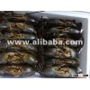 Packed live mud crabs