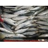 Frozen Sardine fish sea food Fresh
