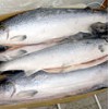 FROZEN ATLANTIC SALMON