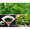 FRESH GREEN CAVIA - SEAWEED - FIRST GRADE