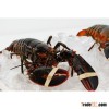 Live Maine Lobster - Wholesale Price - www.agriprices.com - Visit Site For Free Samples