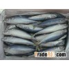 Seafood Frozen Fresh Anchovy Fish, Dried Anchovy Fish