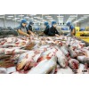 Fresh Catfish From Vietnam At Best Price