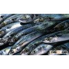 Landing Frozen Pacific Makerel Fish with Wholesale Price