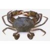 mud crab