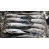 Fresh frozen Hake whole fish for sale