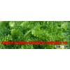SEA GRAPE (SEAWEED)