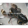 Lobsters for Sale