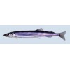 FRESH CAPELIN ROE, LODDEROGN (Mallotus villosus) SEA FOOD FISH