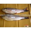Fresh Water Fish Rohu