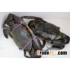 Affordable Fresh Live Mud Crab