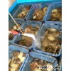 High quality frozen hokkaido scallop for various kinds of dishes , paid samples available