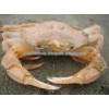 sea crab