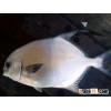 Fresh Longfin Pompano