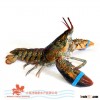 Live Canadian Lobsters (Homarus americanus) 1.25-1.50lb