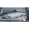 King Salmon Fish For Sale Good Price