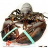 Live Canadian Lobsters (Homarus americanus)