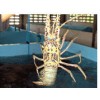 High Quality Seafood Product Natural Fresh Whole Live Lobster