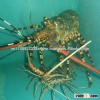 LIVE Tiger Lobster Vietnam, Panuliru Ornatus