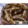 Marble Goby Fish / Soon Hock