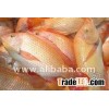 Tilapia fish, Snake head, Marble goby