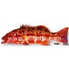 Grouper Coral Trout Red Cod Marble