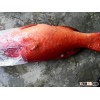 FRESH CORAL RED GROUPER, RED GROUPER