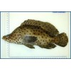 Wild and Farmed live grouper fish