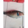 FRESH PARROT FISH - WHOLE - DIRECT AIRFREIGHT TO JEDDAH