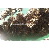 Mussels / Mytilus Galloprovincialis