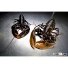 Live Atlantic lobsters | Frozen lobster tails