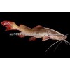 Malaysia RedTail Catfish Fish Fry