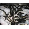 Frozen Conger EEL Fish Whole Round Available
